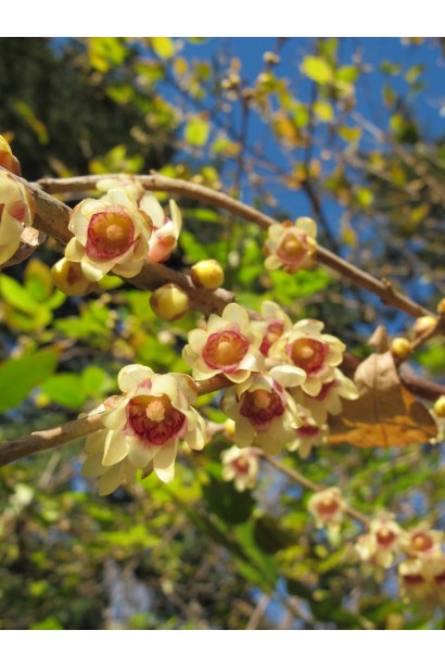 Як квітує Хімонант